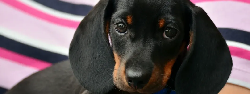 İlk Defa Köpek Sahiplenecekler İçin İpuçları