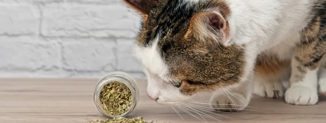 Kedi Otu (Catnip) Nedir?