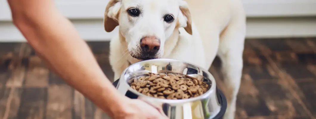 Köpek Maması Nasıl Saklanır?